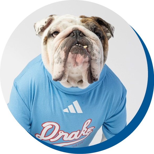Bulldog wearing a light blue 