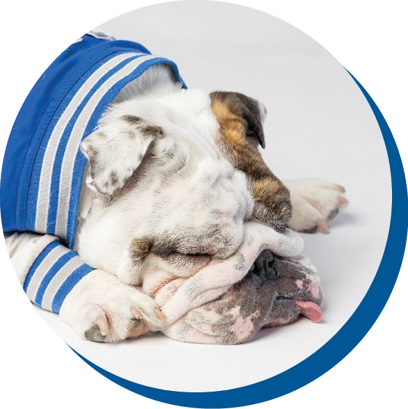 Bulldog wearing a blue striped sweater lying on a white surface.