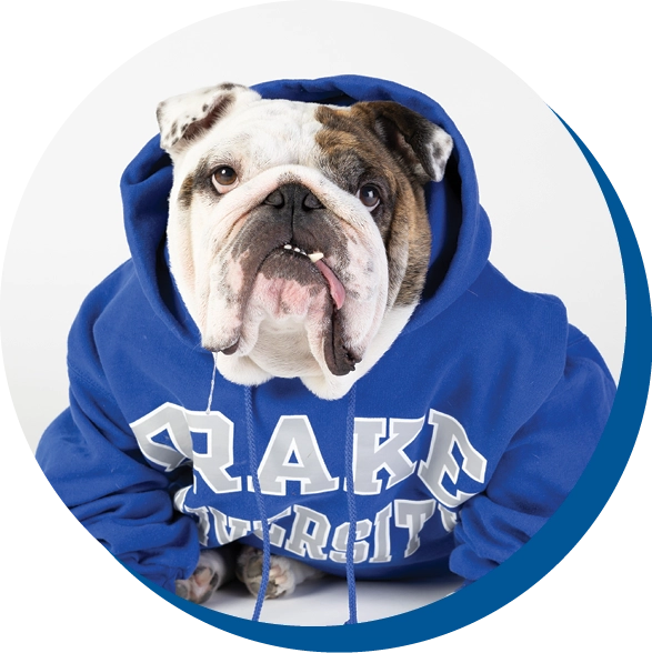 Bulldog wearing a blue hooded sweatshirt with white lettering.