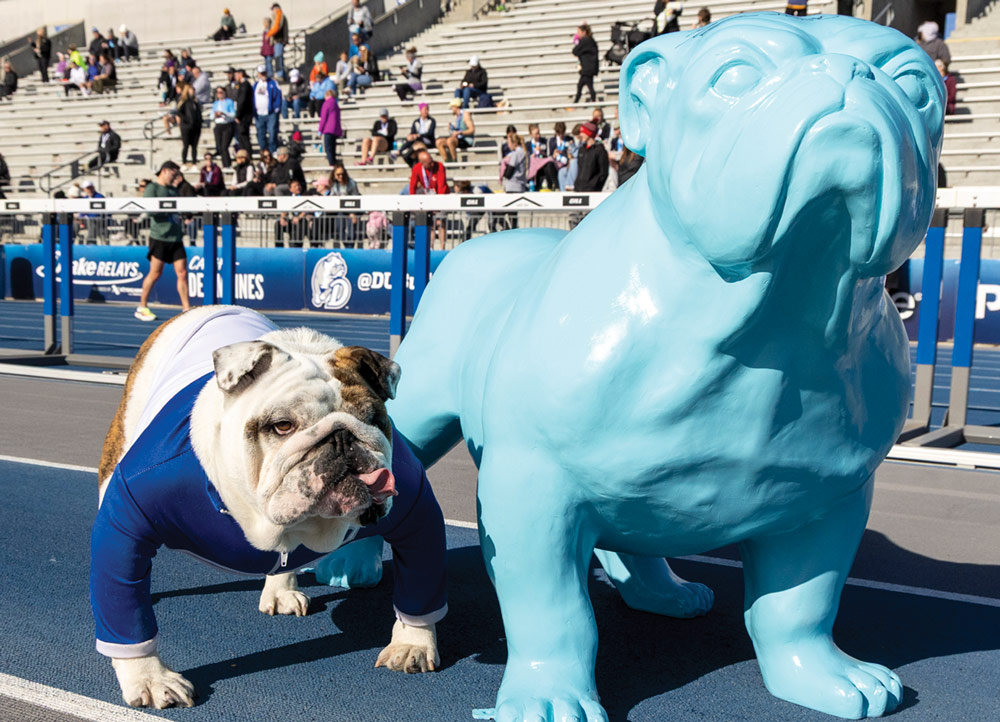 A real bulldog mascot wearing a blue and white Drake athletic jacket stands on a blue track next to a large, light blue fiberglass bulldog statue in front of stadium bleachers.