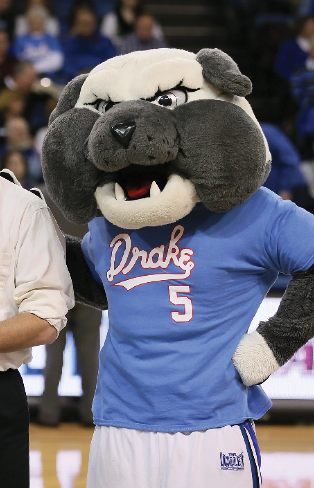 Close-up of the Drake University mascot, Spike the Bulldog, wearing a light blue Drake t-shirt with the number 5, standing on a basketball court.