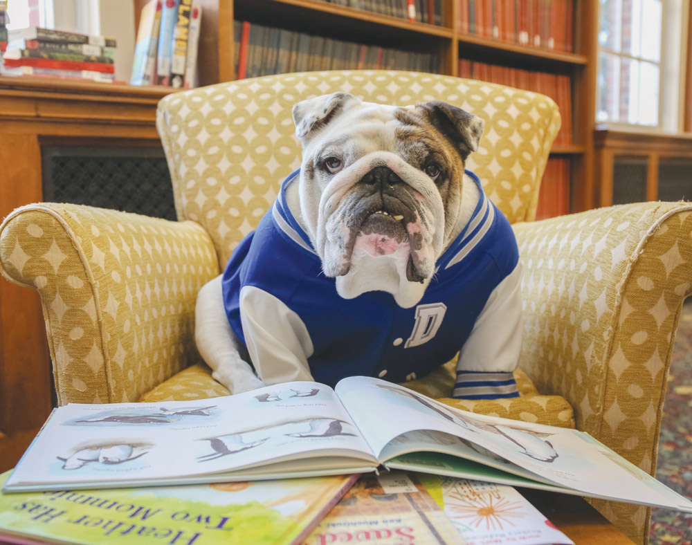 An English bulldog in a varsity jacket sits in a yellow armchair behind an open children's book in a library.