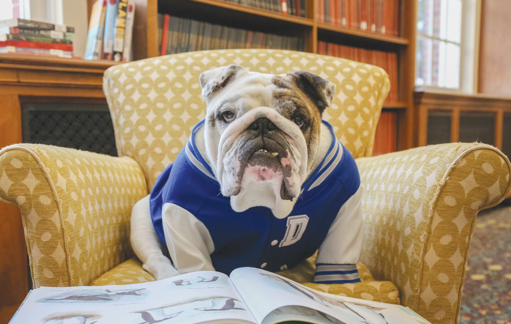 An English bulldog wearing a blue varsity jacket sits in a yellow armchair reading an open book in a library.