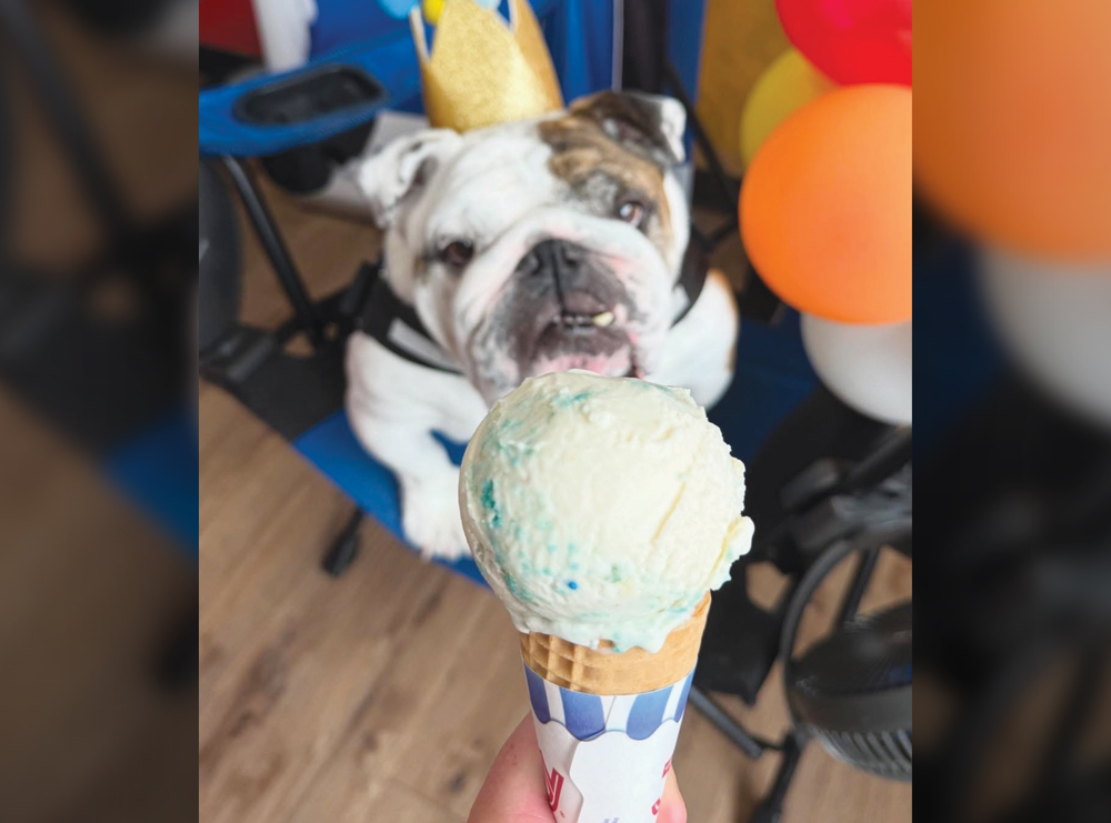 Close-up of an ice cream cone held in front of an English bulldog wearing a paper crown.