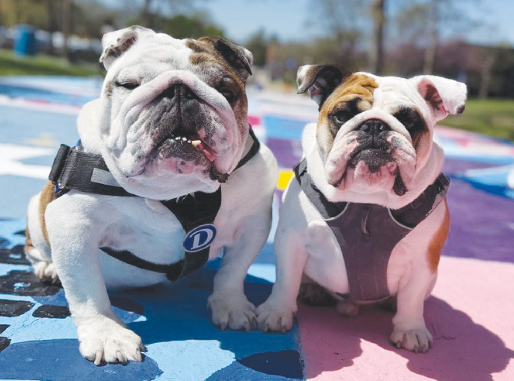 Two English bulldogs wearing harnesses sit next to each other on a brightly painted pavement.
