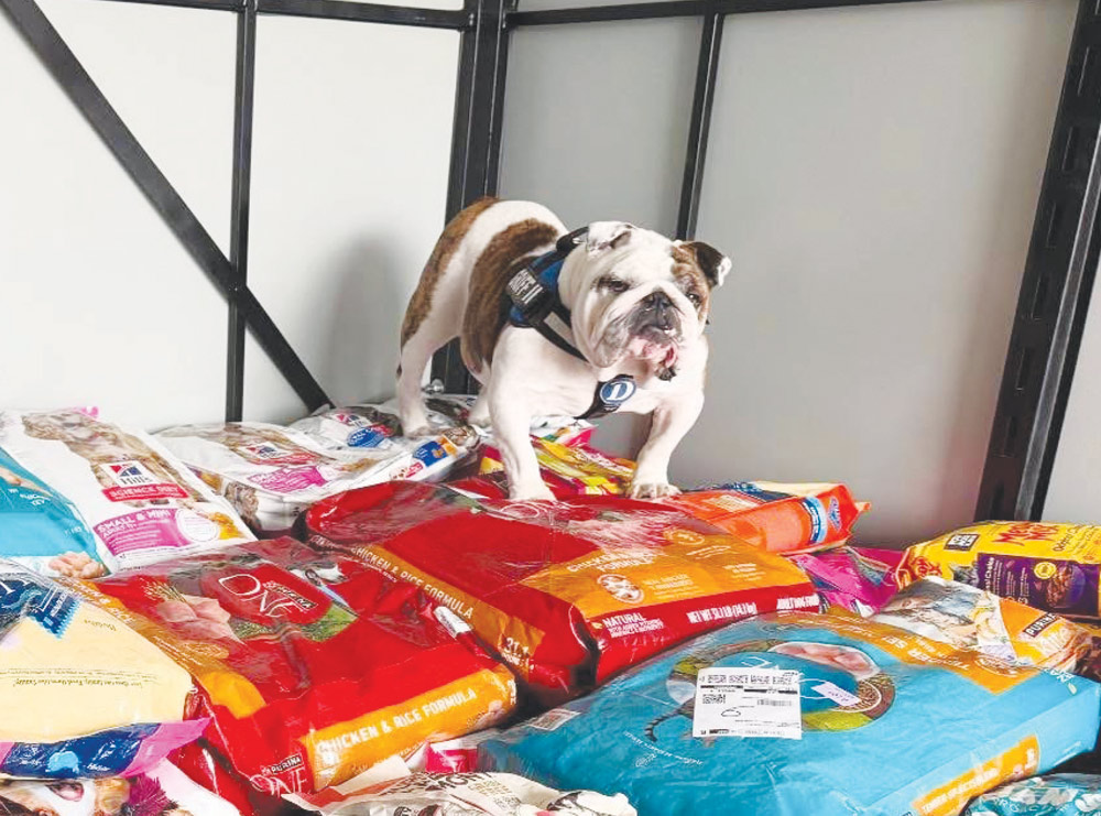 An English bulldog stands on top of a large stack of pet food bags inside a room.