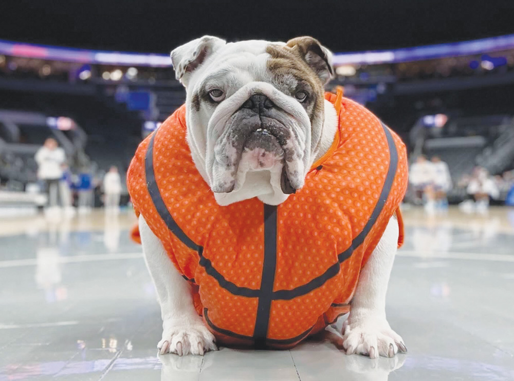 An English bulldog wearing an orange basketball costume poses on a basketball court floor.