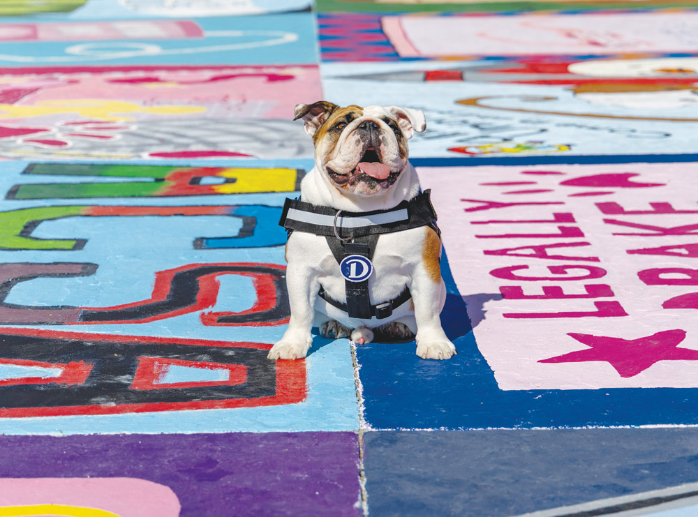 An English bulldog wearing a black harness sits on a painted outdoor sidewalk.