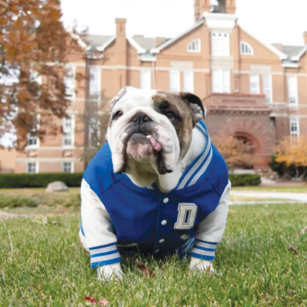 An English bulldog wearing a blue varsity jacket sits on the grass in front of a brick campus building.