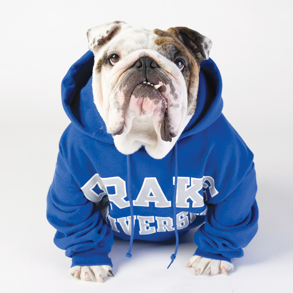 An English bulldog wearing a blue Drake University hooded sweatshirt against a white background.